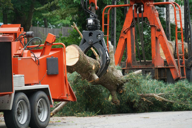 Reliable Sullivan, IN Tree Services Solutions